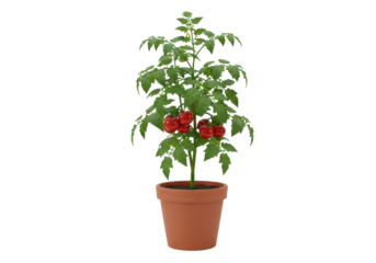 Lush green potted plant with vibrant red fruits, set against a bright background