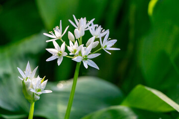 Small white star-shaped flowers of Wild garlic (Allium ursinum) or ramsons very fragrant. Buckrams broad-leaved garlic or bear's garlic on green background.bloom on tall green stems