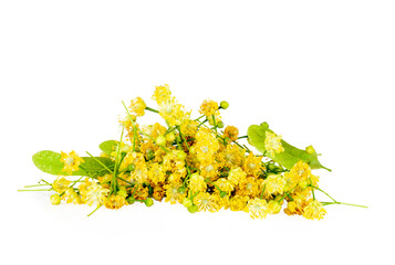 Linden flowers isolated on white background, contour