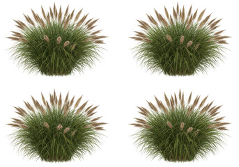 Obraz premium Lush ornamental grass cluster with soft pink plumes in a serene outdoor setting