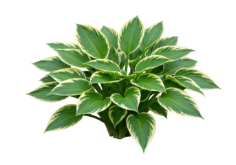 Lush green hosta plant with variegated leaves, thriving in a bright garden setting