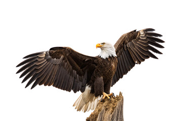 Obraz premium Majestic bald eagle with spread wings landing on dead tree branch displaying powerful flight feathers, isolated on a transparent background