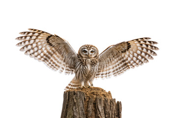 Fototapeta premium Small owl with outstretched wings landing on moss-covered wooden post showing detailed feather patterns, isolated on a transparent background