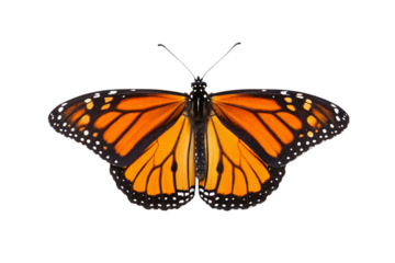 Monarch butterfly shown from different angle revealing orange and black wing pattern with white spots, isolated on a transparent background