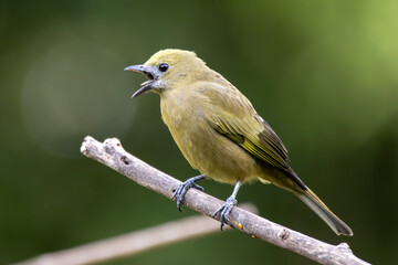 Green bird. A Palm Tanager also know as sanhaço or Coconut Tanager perched on the branch. Species Thraupis palmarum. Birdwatching. Birding