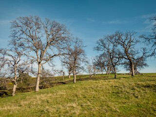 Obraz premium Leafless Trees on a Grassy Hill