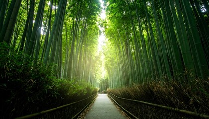 Sunlit Bamboo Forest Path.