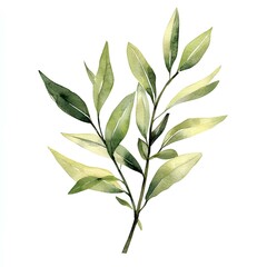 Obraz premium Watercolor willow leaf plant isolated white