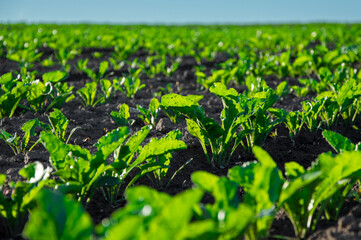 Young sugar beets thrive in a lush green field, soaking up the warm sunlight in a rural farming area