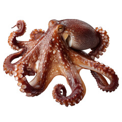 Close up shot of a brown octopus with white spots on its tentacles against a black background