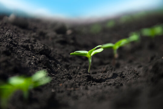 A delicate tiny soybean sprout grows among similar sprouts in a farmland. Rows of sprouts. Selective focus. Soft focus.