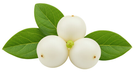 Isolated White Snowberries with Leaves