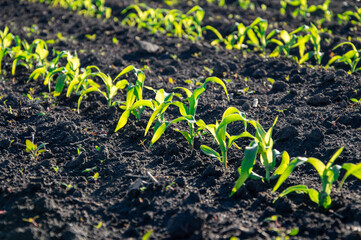 Bright green young corn plants stretch upward in neat rows on rich, dark soil, soaking up sunlight...