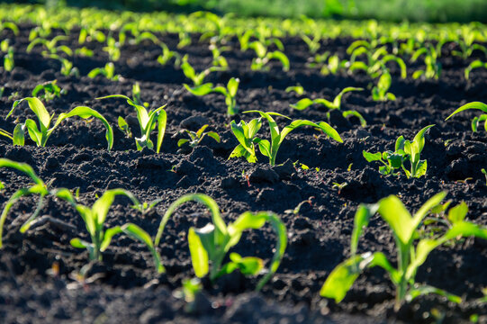 Rows of young corn plants grow vigorously in rich, dark soil under bright sunlight on a farm in the early summer