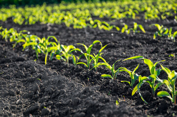 Rows of young corn plants thrive in rich black soil, soaking up sunlight under a clear sky during the spring growing season