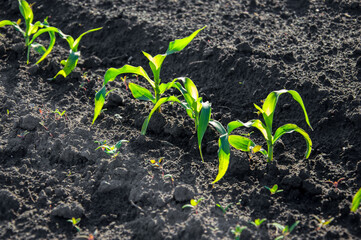 Freshly sprouted corn plants emerge from dark soil under a clear sky, indicating healthy growth in a farm field