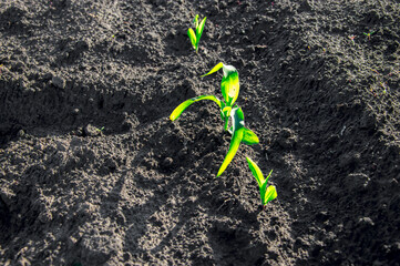 Young corn sprouts emerge from dark, fertile soil, basking in warm sunlight on a farm during a growing season