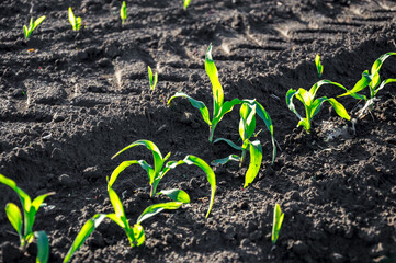Small, vibrant corn plants emerge from dark soil, soaking up sunlight in a farming field during the...