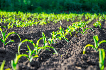 Young corn plants sprout in neat rows, thriving in rich soil while basking in the warm spring sun...