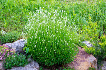 white flowers of lavandula angustigolia Alba in the garden © Andrey