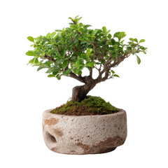 Close up of a small bonsai tree with green leaves in a round textured pot on a black background