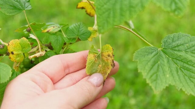 Currant and gooseberry leaf spot. Curling puckering sick blister leaves close-up. Small, dark yellow orange spots on the plant. Puckered blistered leaves distorted by aphids. Yellowish green foliage