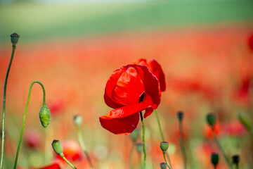 red poppy flower on a red background