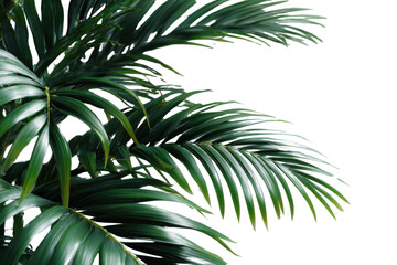 Lush Palm Fronds: A vibrant close-up reveals the intricate textures and rich green hues of lush palm fronds. Their elegant fan-like structure creates a sense of natural beauty and tropical charm.