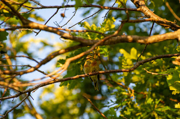 the cirl bunting perched on a tree branch
