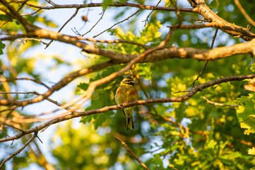 the cirl bunting perched on a tree branch