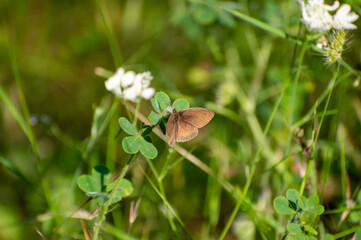 a meadow browna  butterfly on a flower