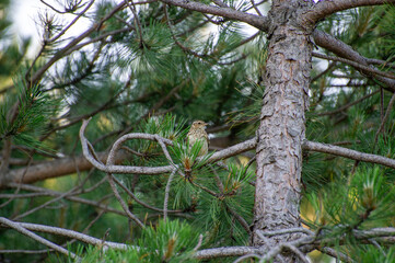 the woodlark  perched on a pine- tree branch