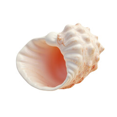 Beautiful light pink conch shell isolated on a transparent background for design elements