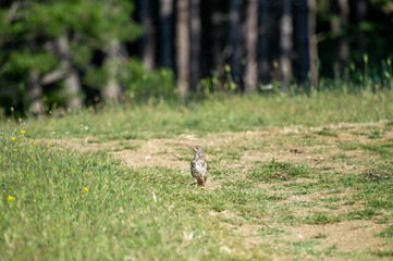 the mistle thrush in grass