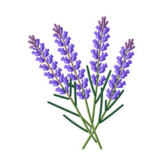 Obraz premium lavender-flowers-isolated-purple-herb-plant-image-stock-photo