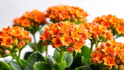 Vibrant orange Kalanchoe flowers with intricate details and delicate petals on a white background , nature, detail,  nature