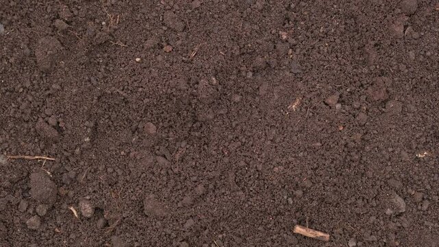 Fertile soil close-up. Richland in field. Black soil background. Natural ecological farming. Agricultural business. Humus, fertilized land. Bio agriculture and eco friendly cultivation. Rich land 4K