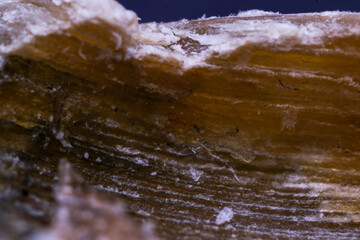 Super Macro View of a Laminated, Fibrous Materials