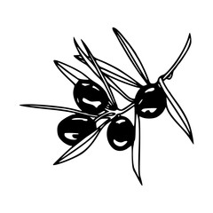 olive branch with olives vector illustration