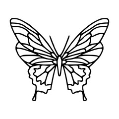 intricate butterfly line art vector