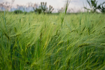 Barley plants sway gently in the wind, creating a lush green landscape under a cloudy sky during...