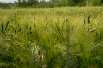 Vibrant green barley plants undulate in the wind under a clear sky, showcasing the beauty of rural agriculture in the afternoon sun