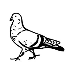 side view of a dove outline drawing