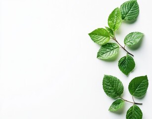  Blackberry with leaves isolated on a white background, close-up photography, high resolution, with space for text