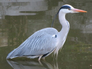 Grey heron standing in shallow water with reflection