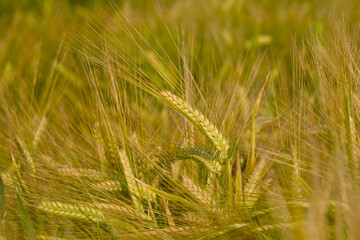 ripening ear of rye in the agricultural field