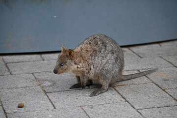 The Quokkas of Rottnest Island, Perth Western Australia