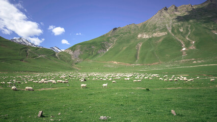 Naklejka premium Large herd of sheep grazing on a lush green meadow in the Caucasus Mountains of Georgia under a bright blue sky, nature concept