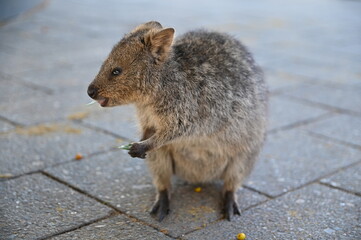 The Quokkas of Rottnest Island, Perth Western Australia