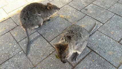 The Quokkas of Rottnest Island, Perth Western Australia